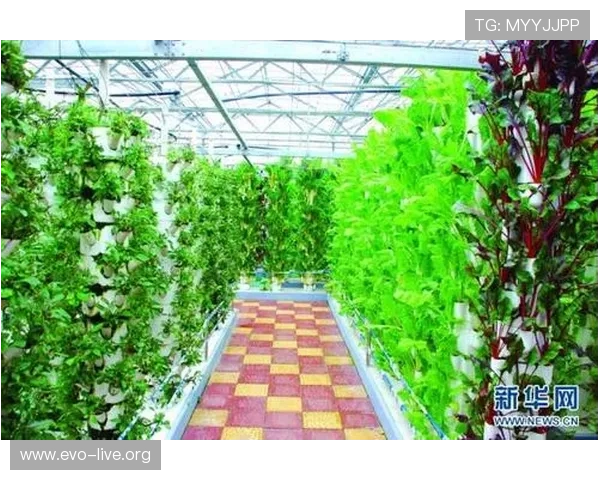 番茄体育：打造全方位体育娱乐平台 引领健康生活新风尚